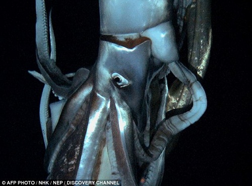 �ձ������̵�Լ8�׳�������������������ʮ��