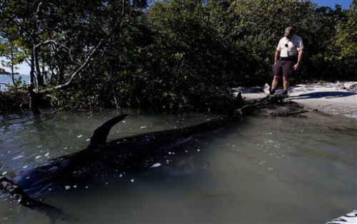 �캽������������ﺣ��8ͷ����6ͷ���䲻����ͼ��