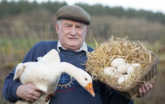 Ӣ��һֻ�׶����µ��ı����˱������͹���ͼ��