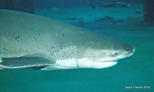 医生遭鲨鱼袭击用匕首击退上岸后自己缝针包扎