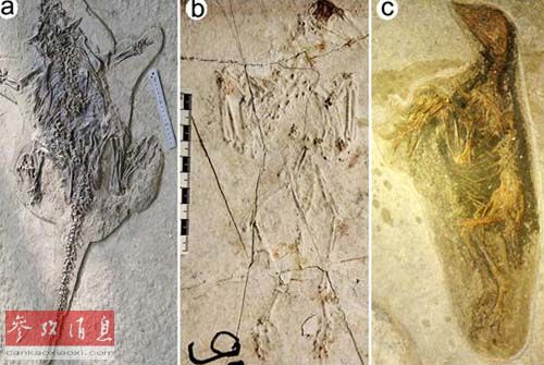 �ⱨ����ɽ�緢����й��������ӱ��ǡ���ͼ��