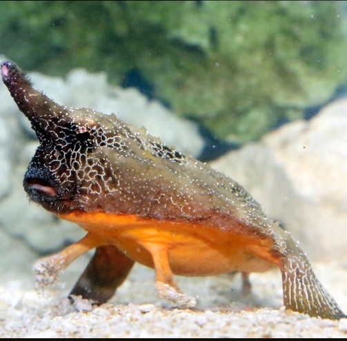 日本水族馆奇异动物展大王具足虫登场亮相(图)