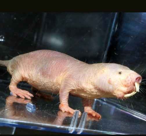 �ձ�ˮ������춯��չ���������ǳ����ࣨͼ����2��