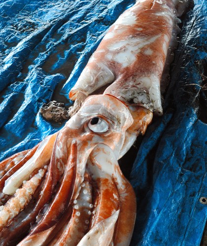 �ձ��ٲ�������������������������30���ͼ��