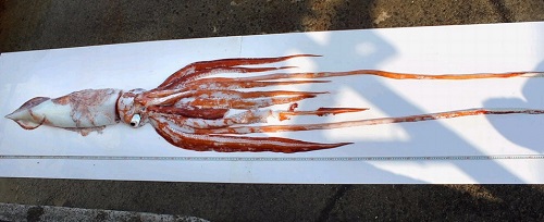 日本渔民捕获一巨型鱿鱼 体长近4米重50斤(图)