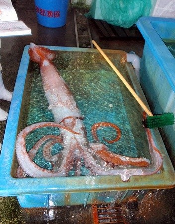 日本渔民捕获一巨型鱿鱼 体长近4米重50斤(图)