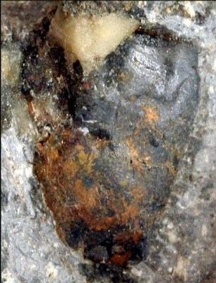 日本再现珍贵角龙类恐龙牙齿化石 将定时展出