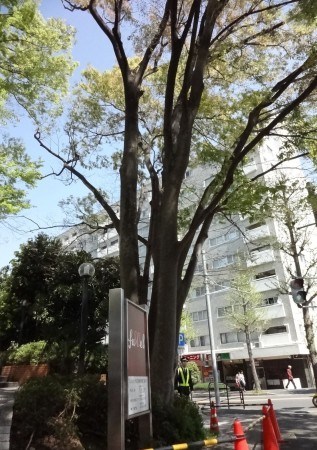 日本一商业设施内树枝砸伤6岁女童警方展开调查