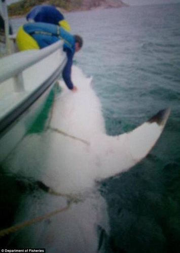 �Ĵ�����һ����Ƶ�ִ������ػ����ѷ���Ԥ��