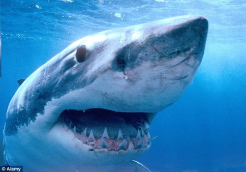 �Ĵ�����һ����Ƶ�ִ������ػ����ѷ���Ԥ����2��