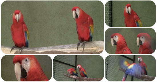 ī����һ����԰�⽫200ֻ��ʽ�����ķŻ�ɭ��