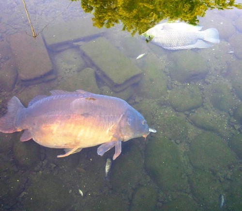 �ձ�ˮ�������������´�����Ⱥ������ͼ��