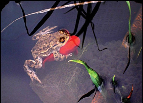 青蛙趴金鱼背上水中游“搭便车”画面逗趣(图)