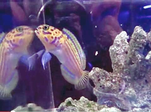 日本展出深海“马头鱼”身带斑纹像纹身(图)