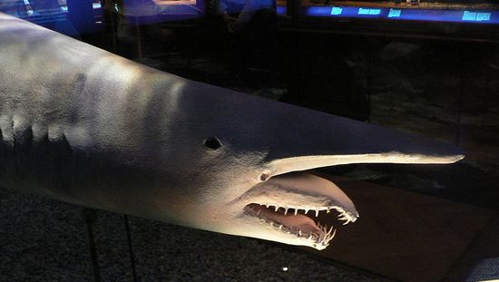 �����񲶻�ϡ�С�ʷǰ�����輫�ٱ��˷��֣�ͼ��