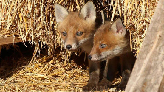 �����ũ���ݶ⽨��԰�ɰ����̳������ɣ�ͼ��