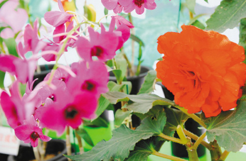 ���ʽ��ճɻ����ൺ��԰��𽱣�ͼ��