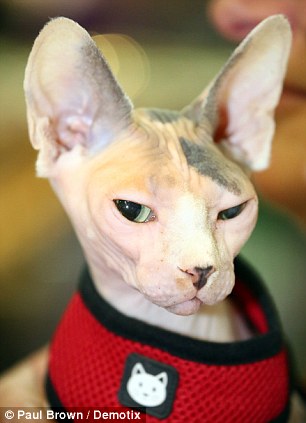 伦敦宠物展“不走寻常路”蛇和蜥蜴也出镜(图)