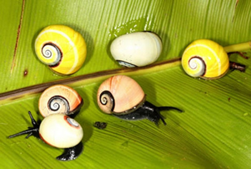 �ձ�����԰չ������������ţ������ɫ�����ɰ�