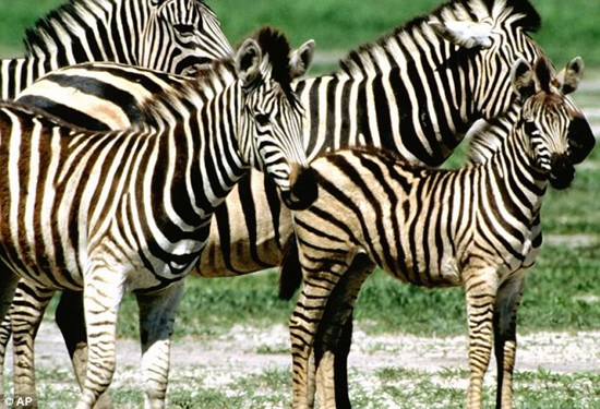 ��Ӱʦ�ķ��ް���Ǩ��500������;Ѱ�ݳ���ͼ��