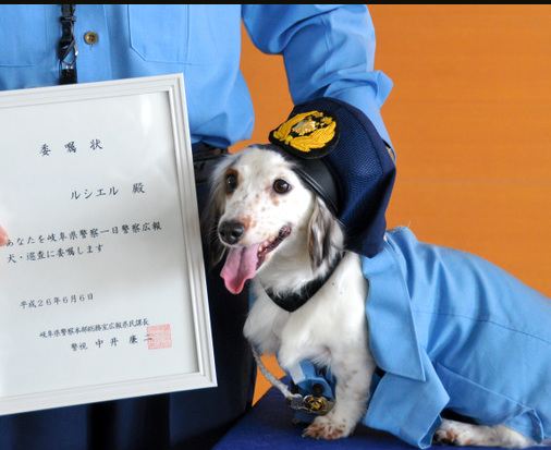 日本狗巡警任宣传大使 协助维护当地治安(图)