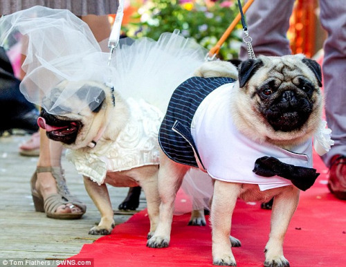 ���˻�2��ԪΪ���ﹷ����������ָһӦ��ȫ��ͼ��