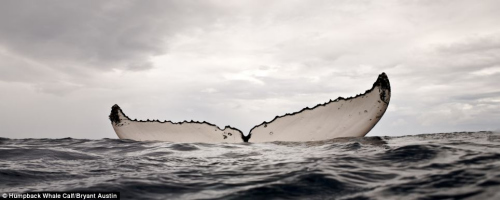 摄影师2米内“亲密接触”鲸鱼还原震撼细节(图)