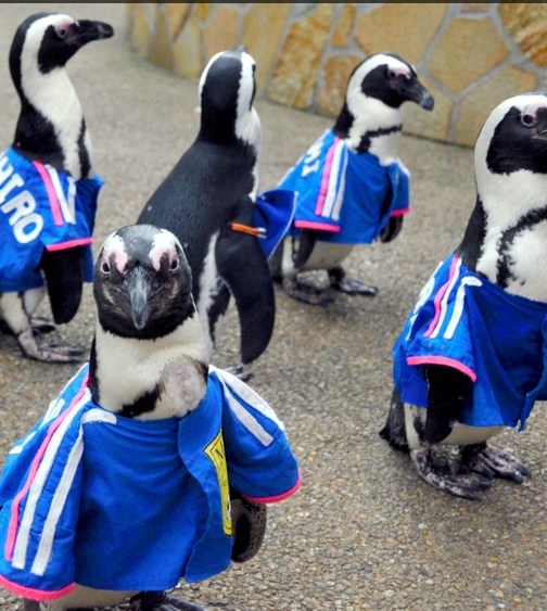 日本一公园企鹅穿上队服为日本队加油助威(图)(3)