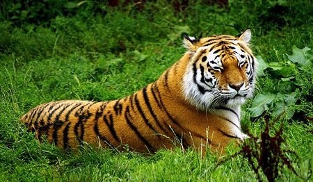 普京放生虎仔已适应野外环境能够独立觅食(图)