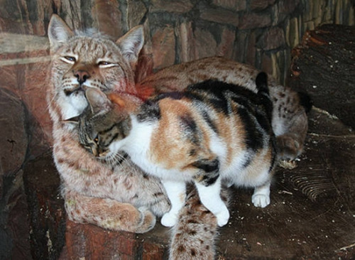 猫咪闯动物园与猞猁成好友同吃睡场面温馨(图)