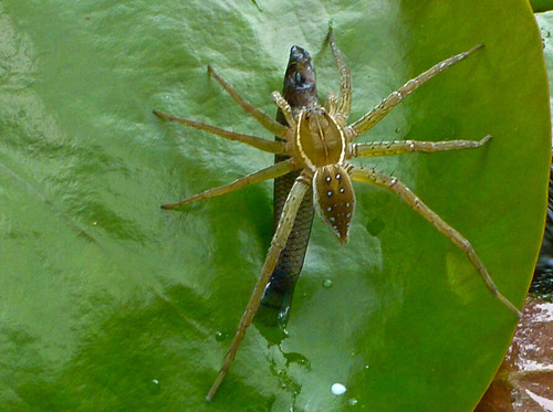 ��ʿѧ�߳Ʒ�������֩��������6���׳����ͼ��