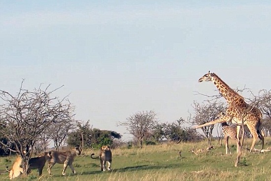 С����¹��ʨȺΧ��ĸ����¹����ʨȺ���ӣ�ͼ��