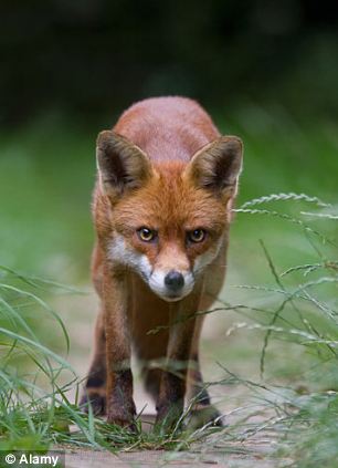 14ֻС�����Ӵ�������в���η�������ɱ