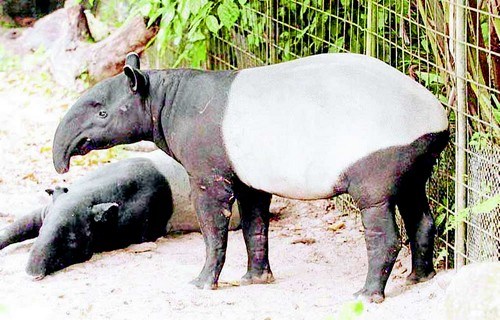 加拿大史前刺猬化石出土 身长仅有5厘米(图)