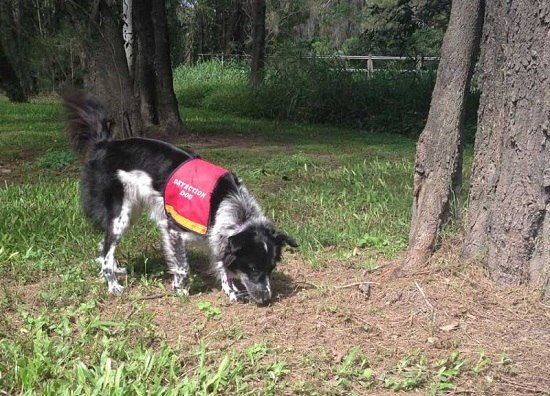 ȫ����ֻ���������̽Ȯ���ϸڡ��������ֱ���