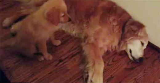 ����С��������ج�δ�����ģ�����˰���ͼ��