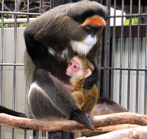 �ձ�һ����԰��������������̽���ĸ�ͼ��