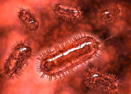 汽车或以大肠杆菌当燃料 5到10年内或可量产(图)