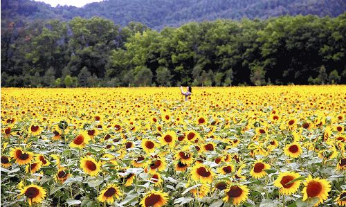 北海道150万株向日葵绽放家长携小孩赏花(图)