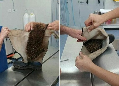 �����󱻹�׷�϶����ѥ������ס��������ͼ��