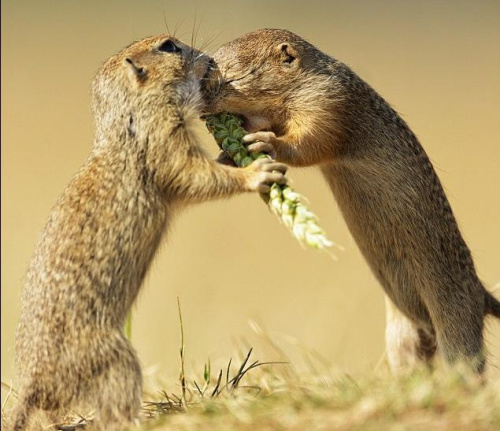 ��ֻ������������ģ���ɰ������̿�������ͼ��