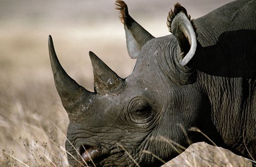 纳米比亚拍卖猎杀黑犀牛许可证筹资引外界批评