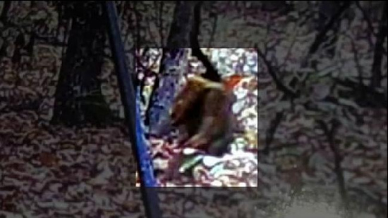 �����ֹ�ͷ��������Ŀ����������������޳ݡ�