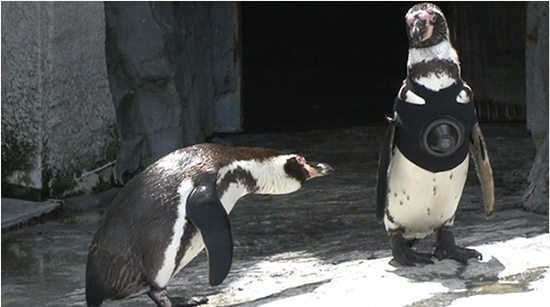 ������ڿ�ʲô��������԰���Ƴ����Ŀ����Ƶ