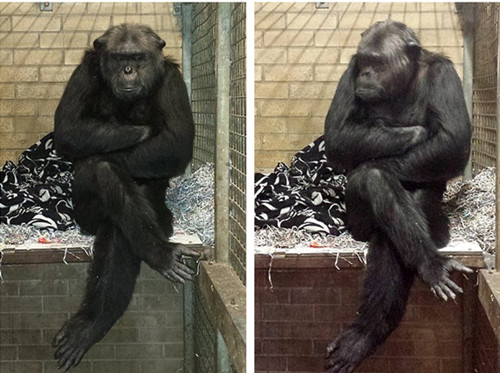 ������������Ȩ����ŦԼ��Ժ�����ͷź���������