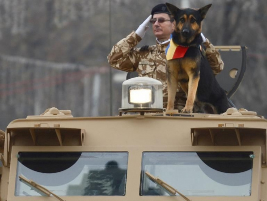 罗马尼亚2.7万人为英雄军犬请愿政府将负责照顾