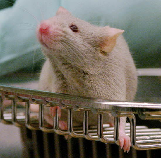 科学家将人类细胞植入老鼠大脑深入了解大脑疾病