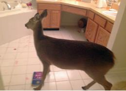 小鹿硬闯居民住宅“洗劫”浴室玻璃被震碎(图)