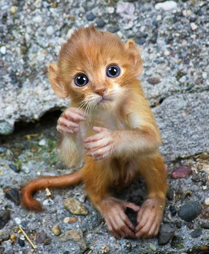 美国艺术家ps创造"猫猴" 可爱诡异引热议(图)