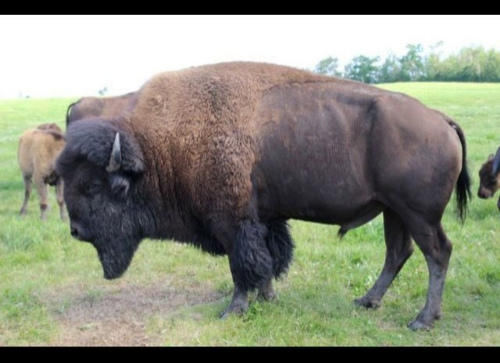 野牛遭狼群袭击出租车恰巧路过救牛一命(图)